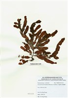 藏品(脈膜藻)的圖片